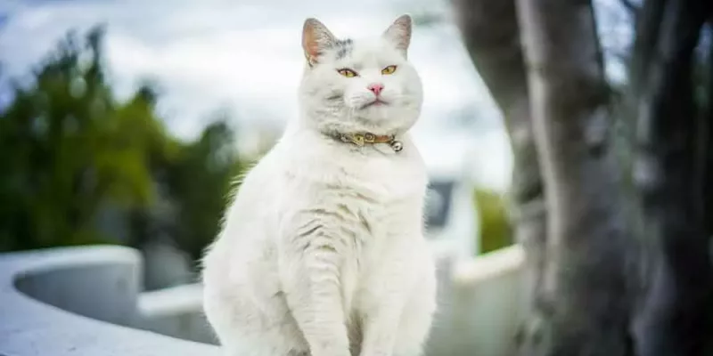 Kat verhuizen Kat verhuizen